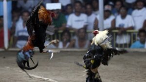 Đá gà cựa dao King88: Cá cược kịch tính, thưởng khủng 5 Đá gà cựa dao